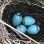 Eggs in a nest